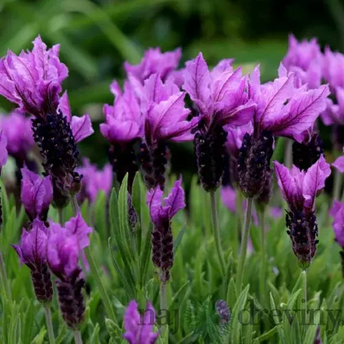 Levanduľa Essence Purple 20/30 cm v črepníku 2l Lavandula angustifolia