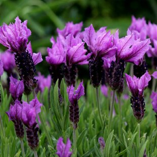 Levanduľa Essence Purple 20/30 cm v črepníku 2l Lavandula angustifolia
