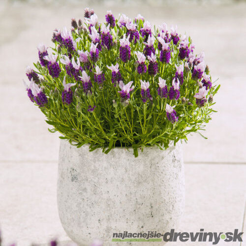 Levanduľa hlávkovitá, výška 15/20 cm, v črepníku Lavandula stoechas