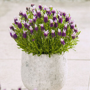 Levanduľa hlávkovitá, výška 15/20 cm, v črepníku Lavandula stoechas
