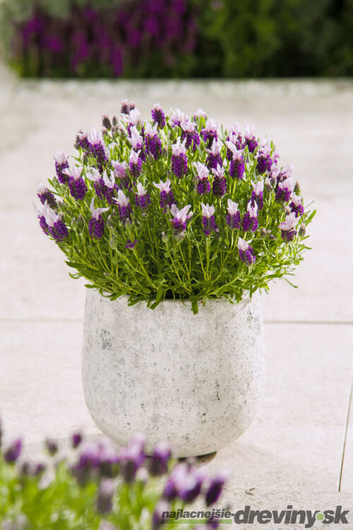 Levanduľa hlávkovitá, výška 15/20 cm, v črepníku Lavandula stoechas