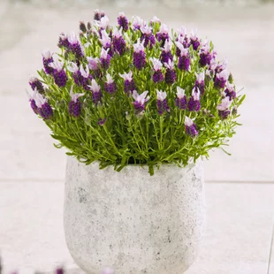 Levanduľa hlávkovitá, výška 15/20 cm, v črepníku Lavandula stoechas