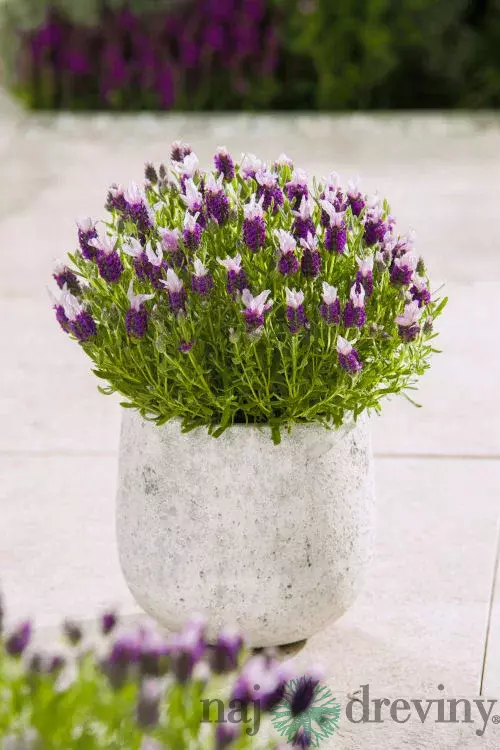 Levanduľa hlávkovitá, výška 15/20 cm, v črepníku Lavandula stoechas