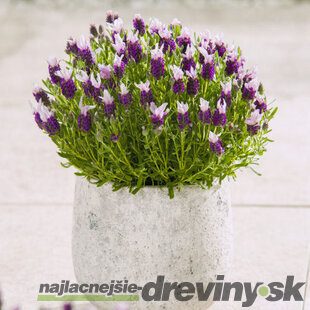 Levanduľa hlávkovitá, výška 15/20 cm, v črepníku Lavandula stoechas