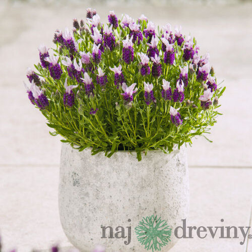 Levanduľa hlávkovitá, výška 15/20 cm, v črepníku Lavandula stoechas
