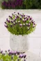 Levanduľa hlávkovitá, výška 15/20 cm, v črepníku Lavandula stoechas