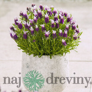 Levanduľa hlávkovitá, výška 15/20 cm, v črepníku Lavandula stoechas