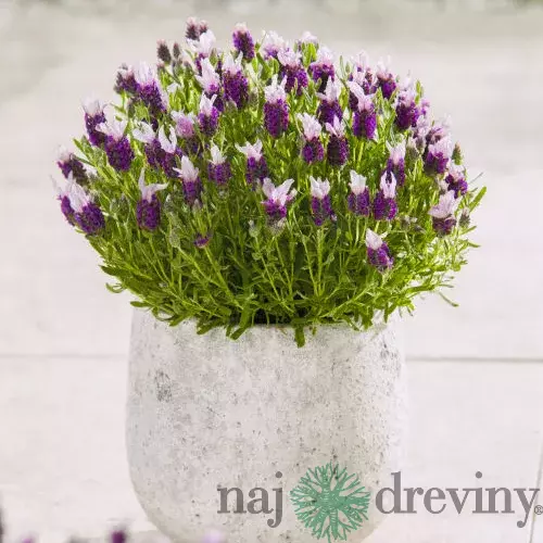 Levanduľa hlávkovitá, výška 15/20 cm, v črepníku Lavandula stoechas