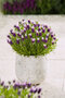 Levanduľa hlávkovitá, výška 15/20 cm, v črepníku Lavandula stoechas