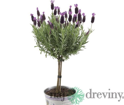 Levanduľa na kmienku 30/40 cm, v črepníku Lavandula