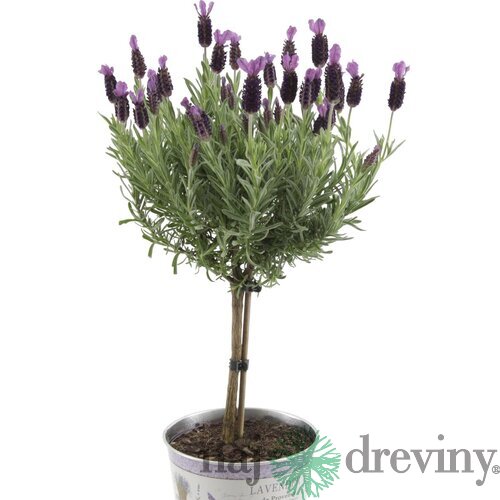 Levanduľa na kmienku 30/40 cm, v črepníku Lavandula