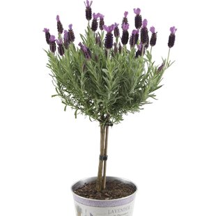 Levanduľa na kmienku 30/40 cm, v črepníku Lavandula