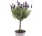 Levanduľa na kmienku 30/40 cm, v črepníku Lavandula