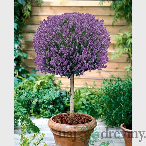 Levanduľa na kmienku 80/100 cm, v črepníku Lavandula angustifolia