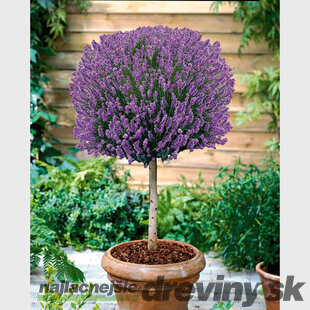Levanduľa na kmienku 80/100 cm, v črepníku Lavandula angustifolia