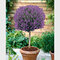 Levanduľa na kmienku 80/100 cm, v črepníku Lavandula angustifolia