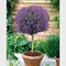 Levanduľa na kmienku 80/100 cm, v črepníku Lavandula angustifolia