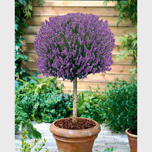 Levanduľa na kmienku 80/100 cm, v črepníku Lavandula angustifolia