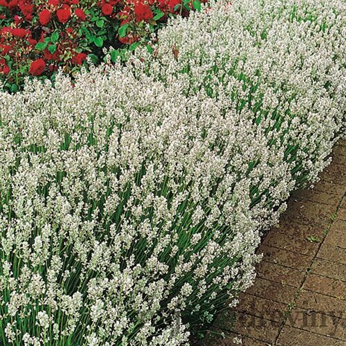 Levanduľa úzkolistá Edelweiss, výška 10/20 cm, v črepníku P9 Lavandula ang. Edelweiss