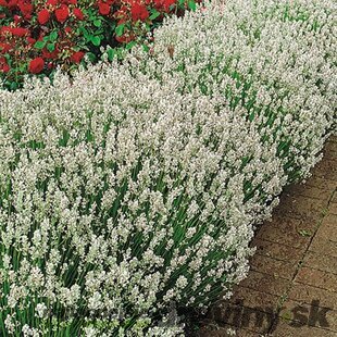 Levanduľa úzkolistá Edelweiss, výška 10/20 cm, v črepníku P9 Lavandula ang. Edelweiss