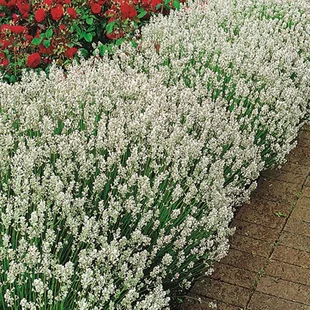 Levanduľa úzkolistá Edelweiss, výška 10/20 cm, v črepníku P9 Lavandula ang. Edelweiss