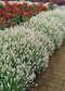 Levanduľa úzkolistá Edelweiss, výška 10/20 cm, v črepníku P9 Lavandula ang. Edelweiss