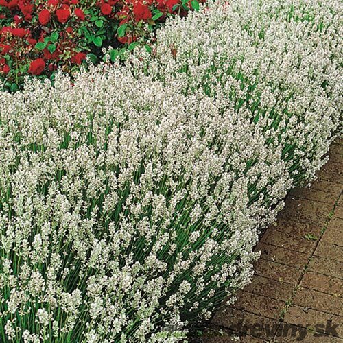 Levanduľa úzkolistá Edelweiss, výška 10/20 cm, v črepníku P9 Lavandula ang. Edelweiss