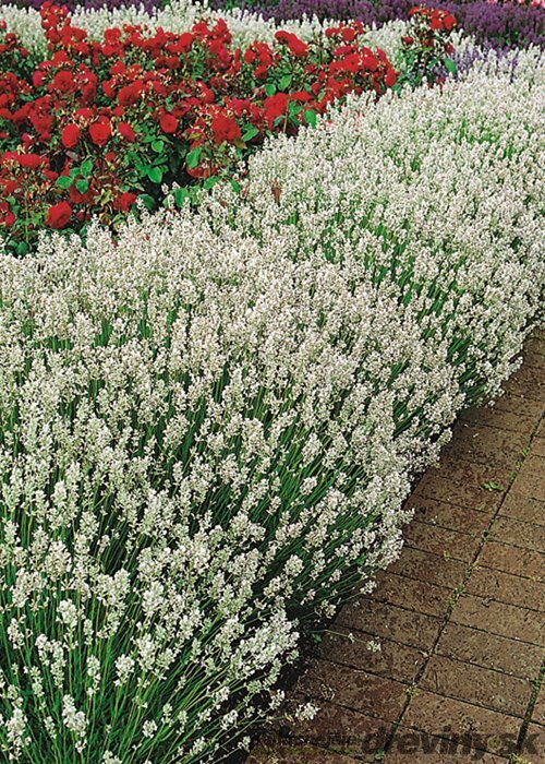 Levanduľa úzkolistá Edelweiss, výška 10/20 cm, v črepníku P9 Lavandula ang. Edelweiss