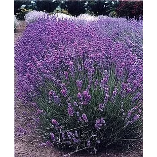 Levanduľa úzkolistá Hidcote Blue Lavandula angustifolia Hidcote Blue