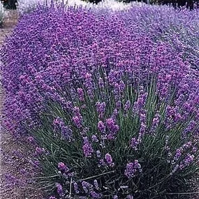 Levanduľa úzkolistá Hidcote Blue Lavandula angustifolia Hidcote Blue