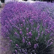 Levanduľa úzkolistá Hidcote Blue Lavandula angustifolia Hidcote Blue