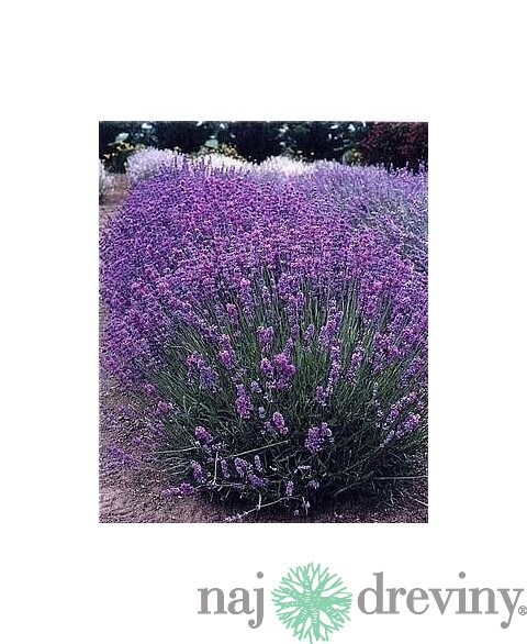 Levanduľa úzkolistá Hidcote Blue, v črepníku Lavandula angustifolia Hidcote Blue