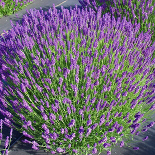 Levanduľa úzkolistá Hidcote Blue, výška 35/45 cm, v črepníku 7,5l Lavandula angustifolia Hidcote Blue