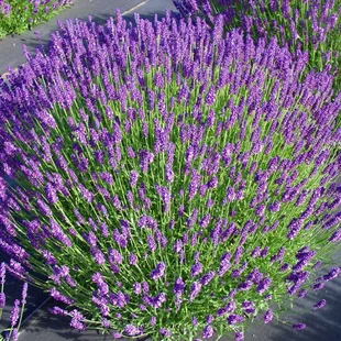 Levanduľa úzkolistá Hidcote Blue, výška 35/45 cm, v črepníku 7,5l Lavandula angustifolia Hidcote Blue