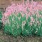 Levanduľa úzkolistá Rosea 10/20 cm, v črepníku Lavandula angustifolia Rosea