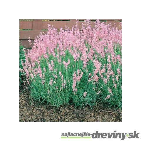 Levanduľa úzkolistá Rosea 10/20 cm, v črepníku Lavandula angustifolia Rosea