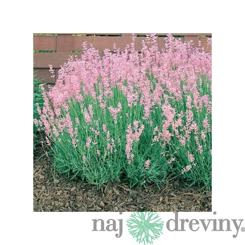 Levanduľa úzkolistá Rosea 10/20 cm, v črepníku Lavandula angustifolia Rosea