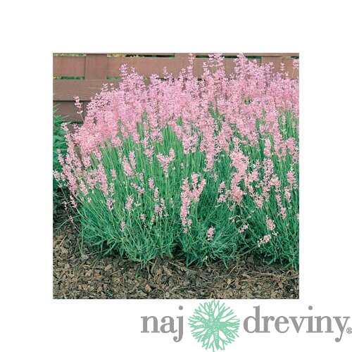 Levanduľa úzkolistá Rosea 10/20 cm, v črepníku Lavandula angustifolia Rosea
