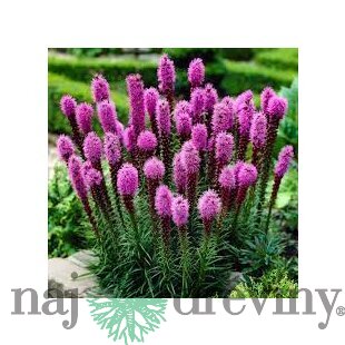 Liatra klasnatá, v črepníku Liatris spicata