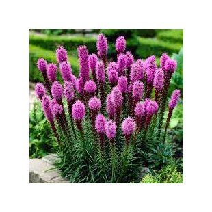 Liatra klasnatá, v črepníku Liatris spicata