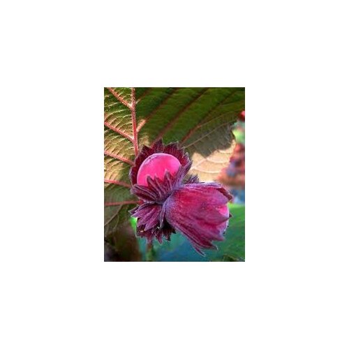 Lieska Lombardska červená-lieskový orech, výška 150/200 cm, v črepníku 15l Corylus avellana