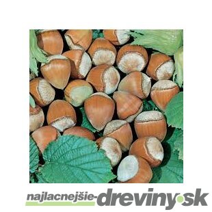 Lieska obyčajná Barcelona - lieskový orech veľkoplodý , výška 60/80 cm, v črepníku 3l Corylus avellana Barcelona