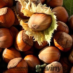 Lieska obyčajná Cosford - lieskový orech veľkoplodý, výška 60/80 cm, v črepníku 3l Corylus avellana