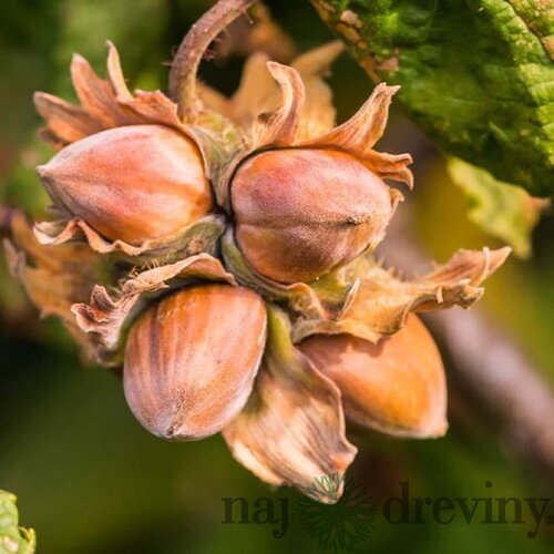 Lieska obyčajná Cosford - lieskový orech, výška 120/160 cm, v črepníku 10l Corylus avellana Cosford
