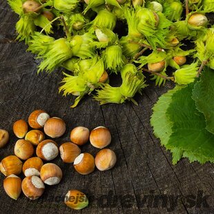 Lieska obyčajná Garibaldi - lieskový orech, v črepníku 2l Corylus Garibaldi