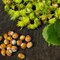 Lieska obyčajná Garibaldi - lieskový orech, v črepníku 2l Corylus Garibaldi