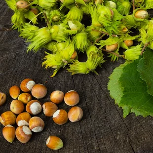 Lieska obyčajná Garibaldi - lieskový orech, v črepníku 2l Corylus Garibaldi
