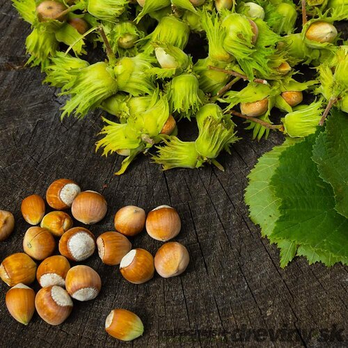 Lieska obyčajná Garibaldi - lieskový orech, v črepníku 2l Corylus Garibaldi