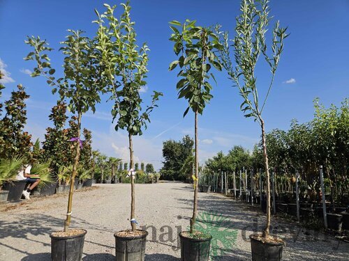 Lieska obyčajná ovocná na kmienku 100/120, obvod 8/10 cm výška 180/200,, v črepníku 18l Corylus Avellana