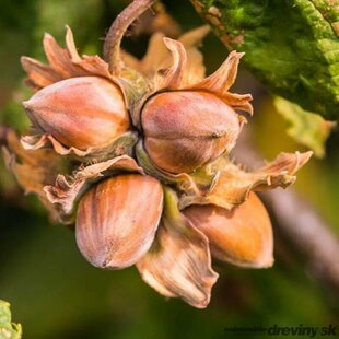 Lieska obyčajná ovocná na kmienku 100/120, obvod 8/10 cm výška 180/200,, v črepníku 18l Corylus Avellana